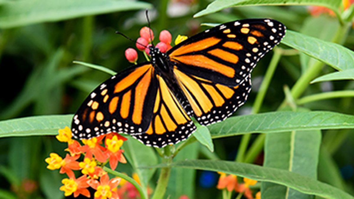 Niagara Falls Parks Butterfly Conservatory is an amazing attraction