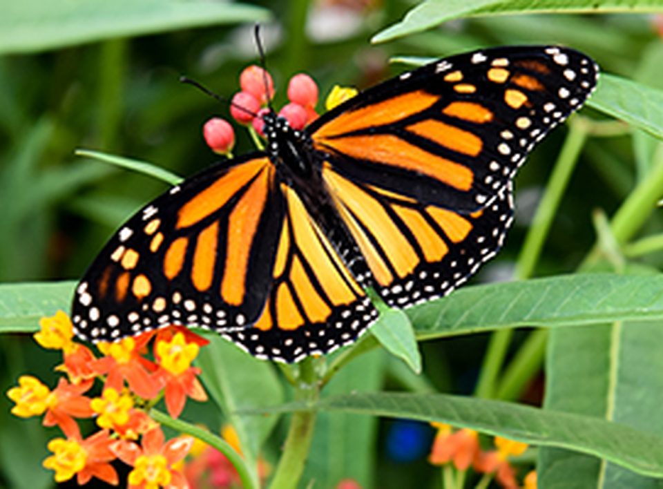 Niagara Falls Parks Butterfly Conservatory is an amazing attraction
