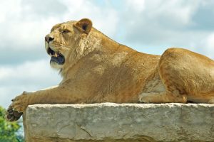 African lion safari