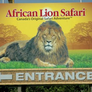 african lion safari niagara