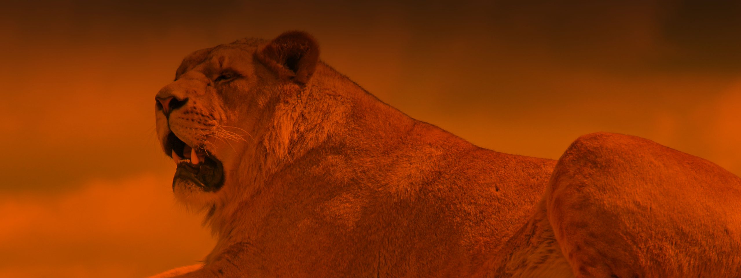 african lion safari in niagara falls